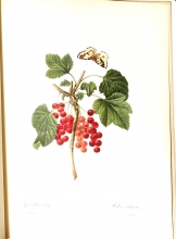 Redouté fruits and flowers 04/24